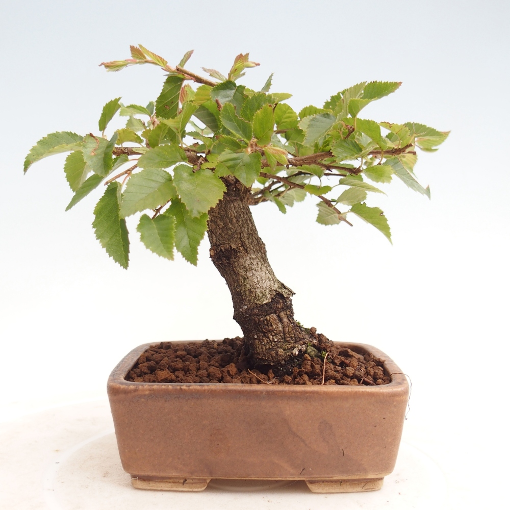 Vonkajší bonsai -Carpinus CARPINOIDES - Hrab kórejský