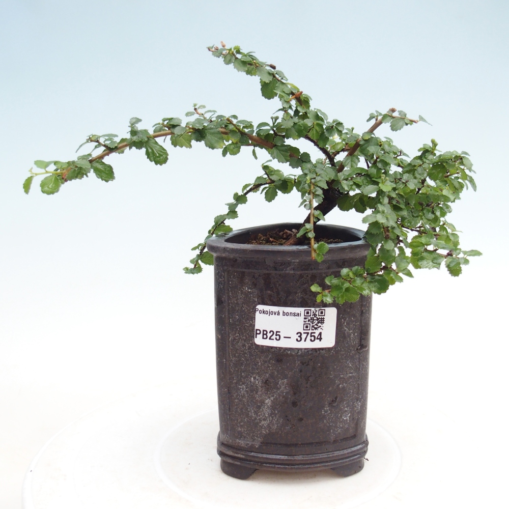 Izbový bonsaj - Grewia sp. - Grewia malafolia