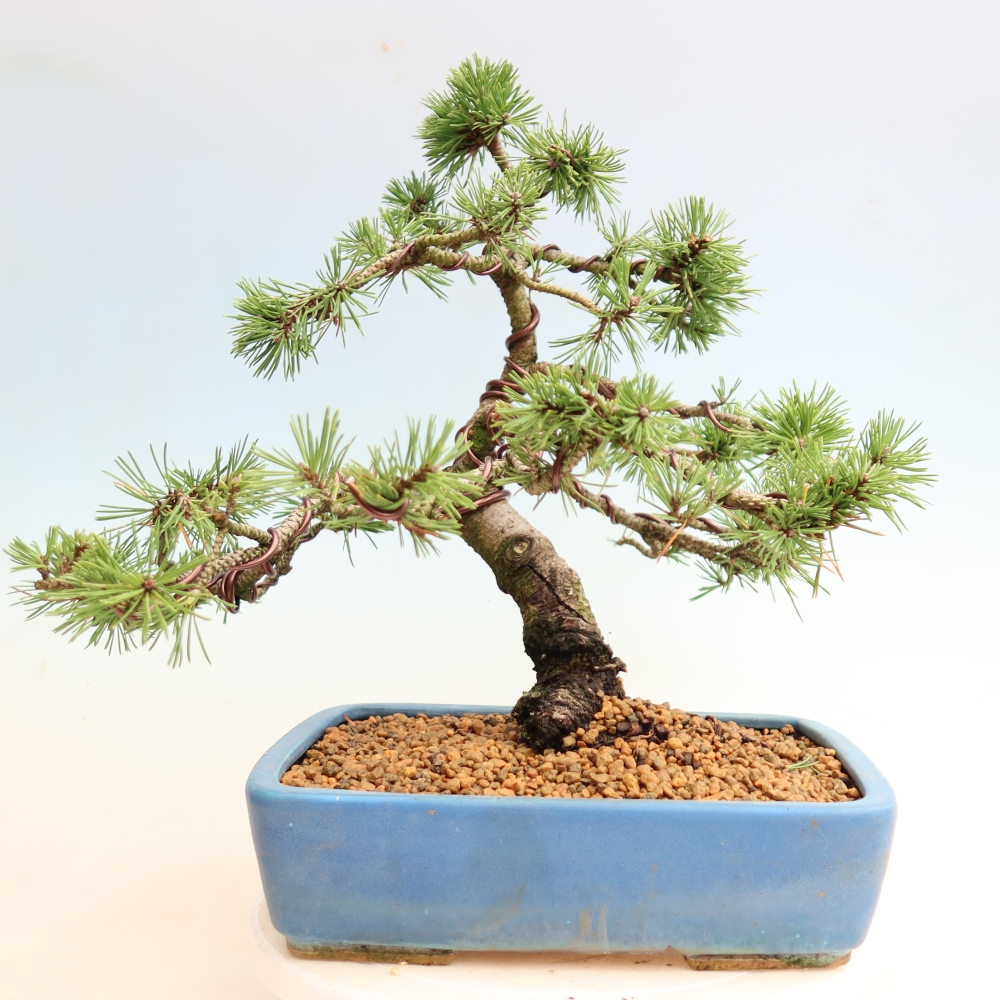 Vonkajšie bonsaje – Pinus mugo Humpy – borovica krivá