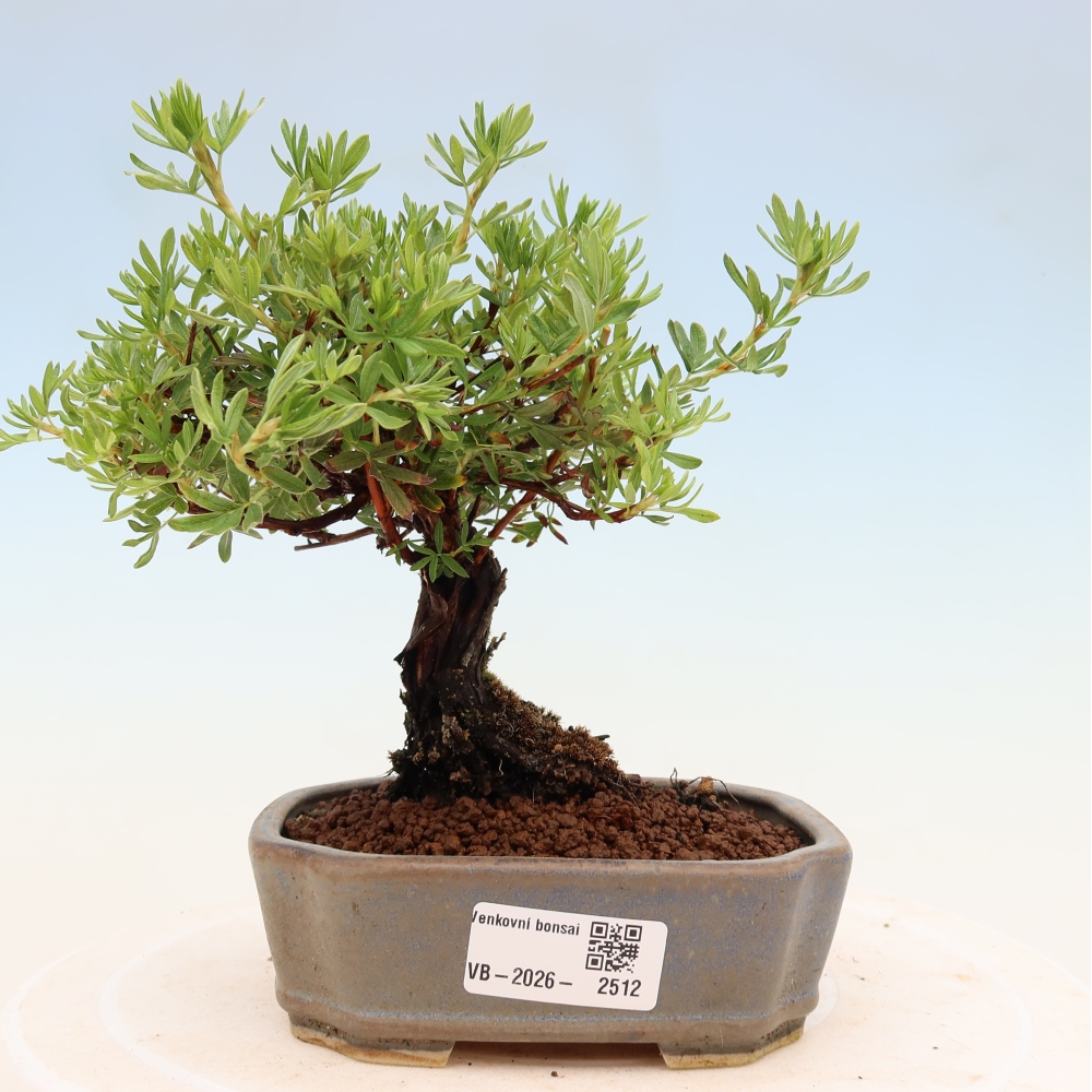 Vonkajšie bonsaje - Potentila fruticosa