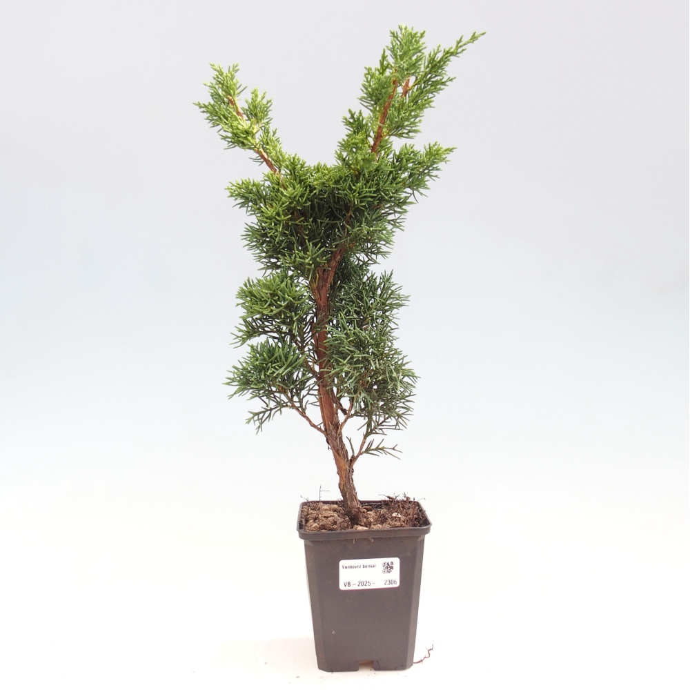 Vonkajšie bonsai - Juniperus chinensis Kishu -Jalovec čínsky