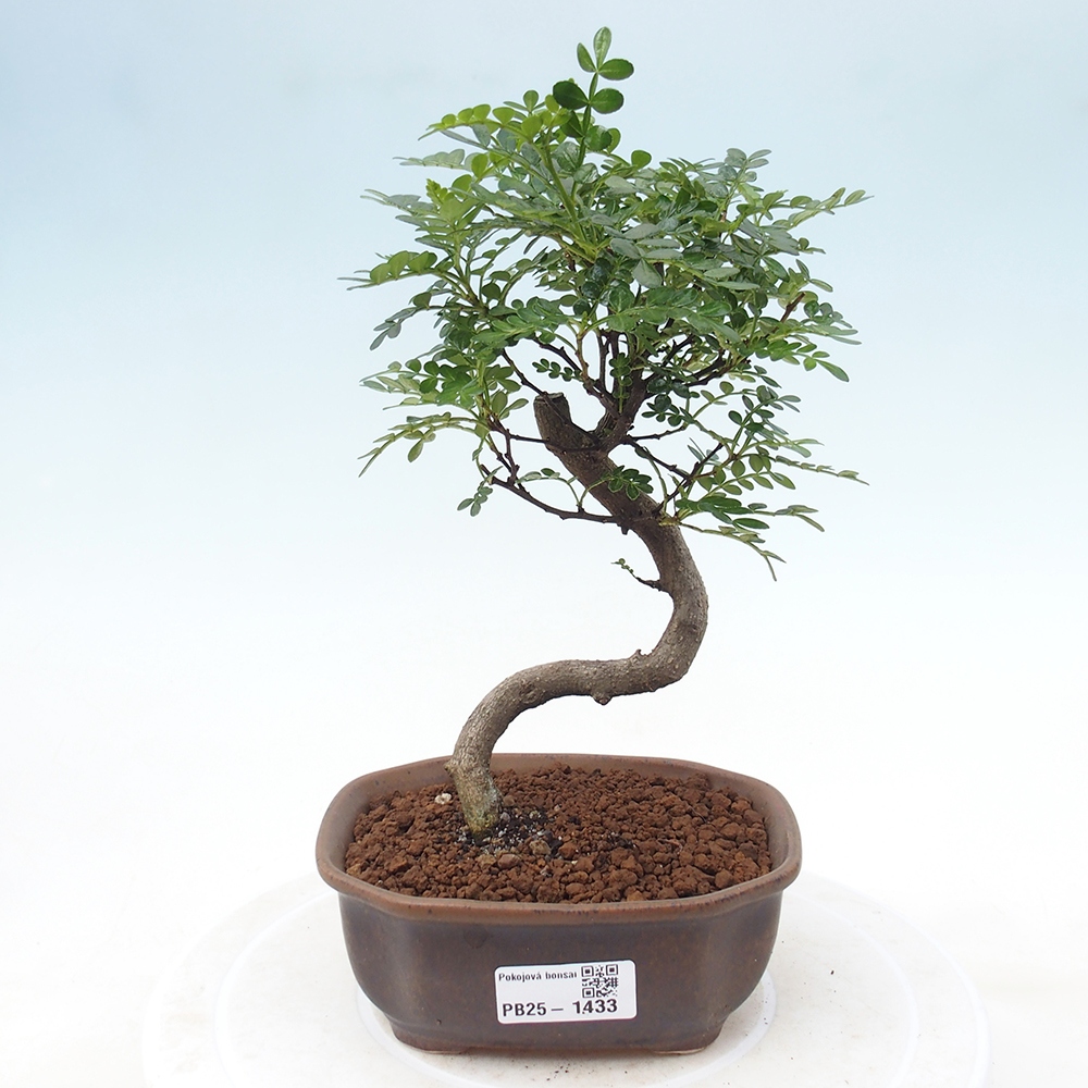 Izbová bonsai - Zantoxylum piperitum - piepor