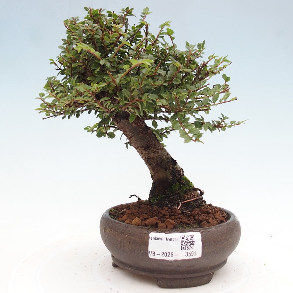 Vonkajší bonsaj - Ulmus parvifolia Hokkaido - čínsky brest