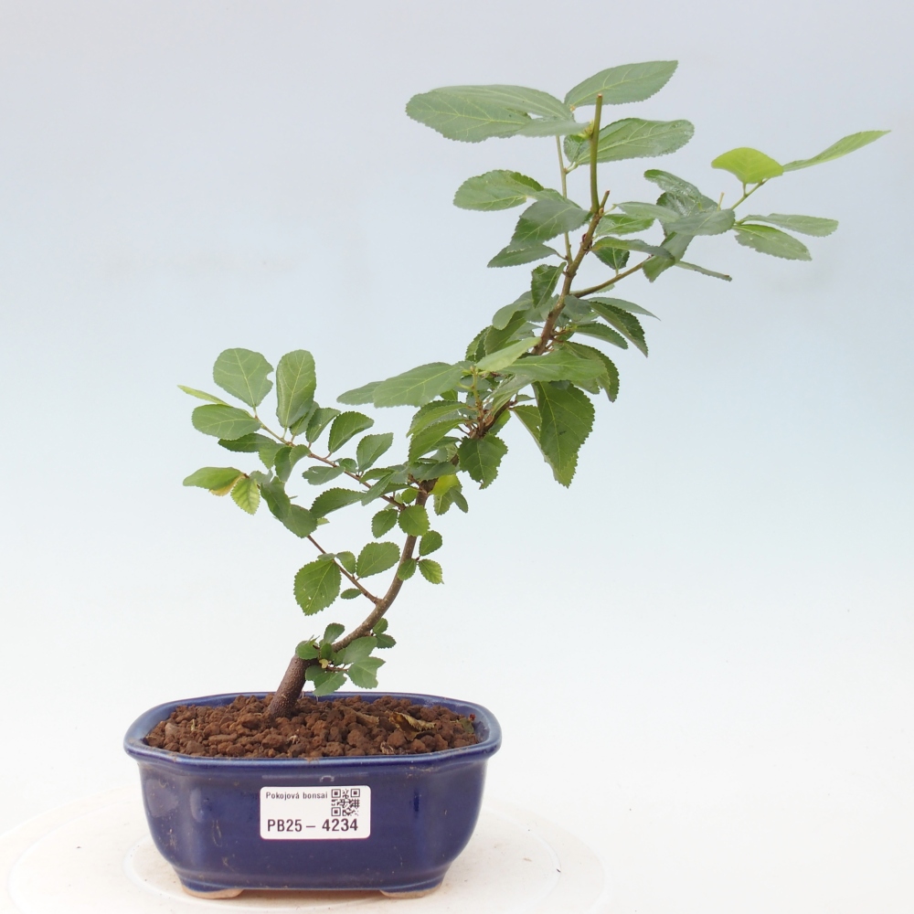 Izbový bonsaj - Grewia occidentalis - Levanduľová hviezdica