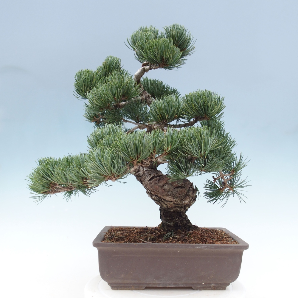 Vonkajšie bonsai - Pinus parviflora - Borovica drobnokvetá