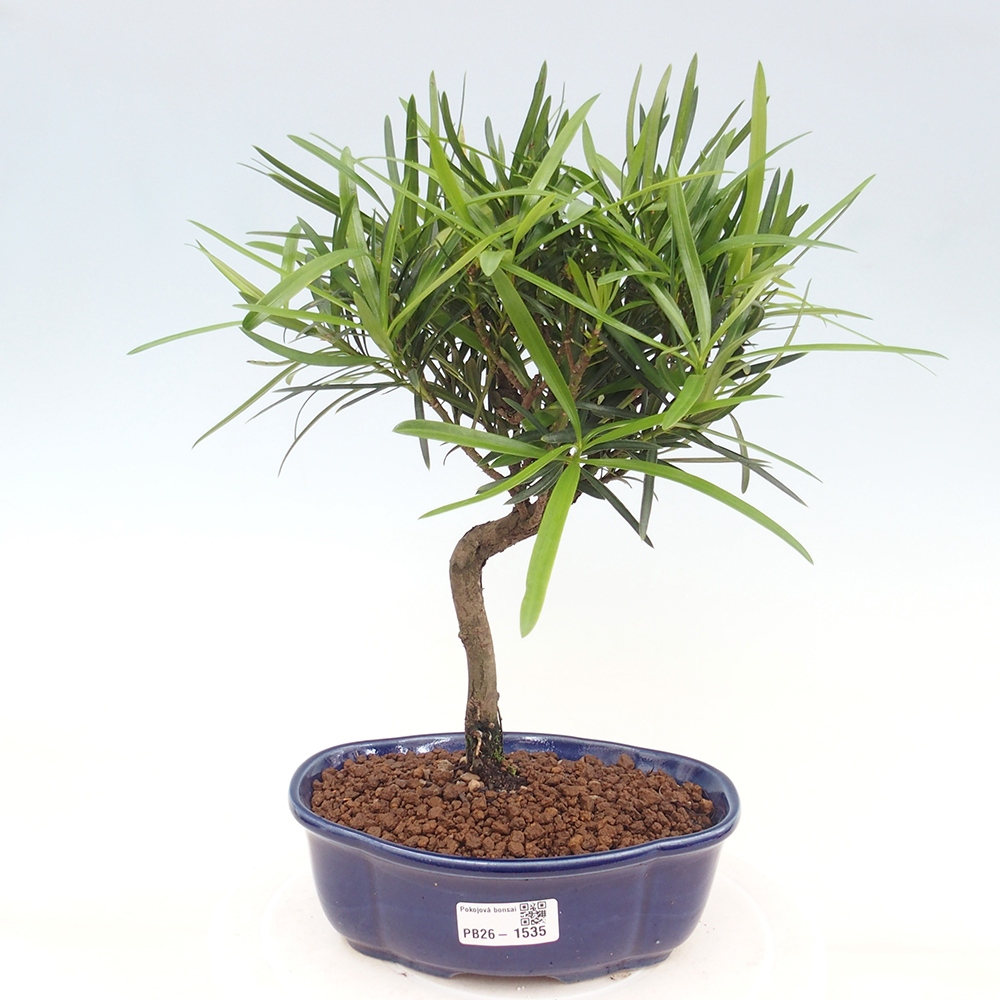 Izbové bonsaje - Podocarpus - Kamenný tis