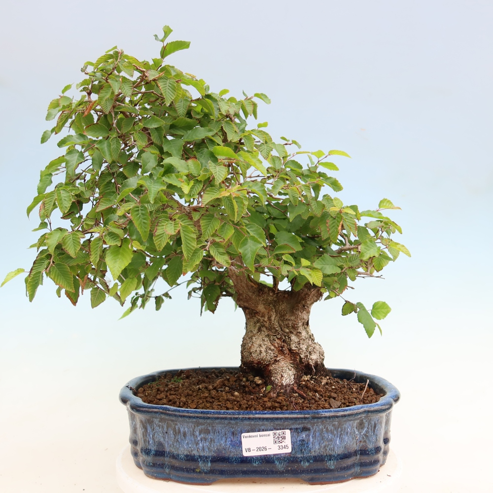 Vonkajší bonsaj -Carpinus coreana - Hrab kórejský