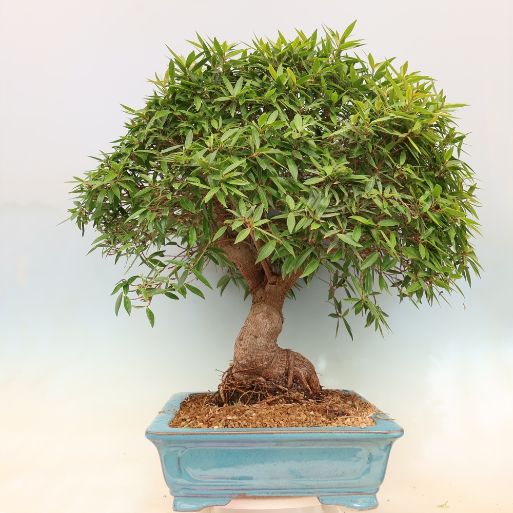 Izbové bonsaje - Ficus nerifolia - fíkus drobnolistý