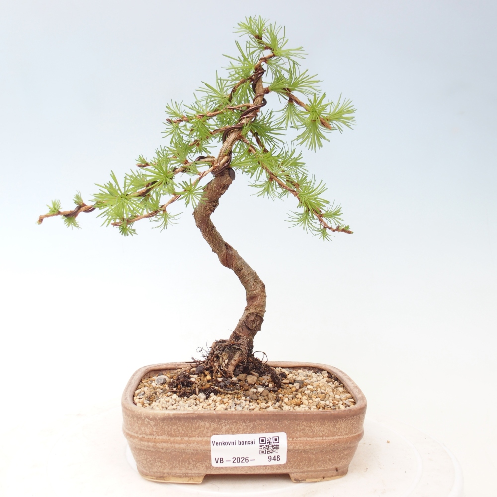 Vonkajšie bonsaje - Larix Kaempferi - Japonský smrekovec
