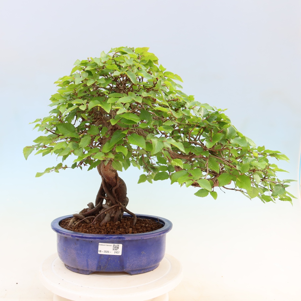 Vonkajší bonsaj -Carpinus coreana - Hrab kórejský