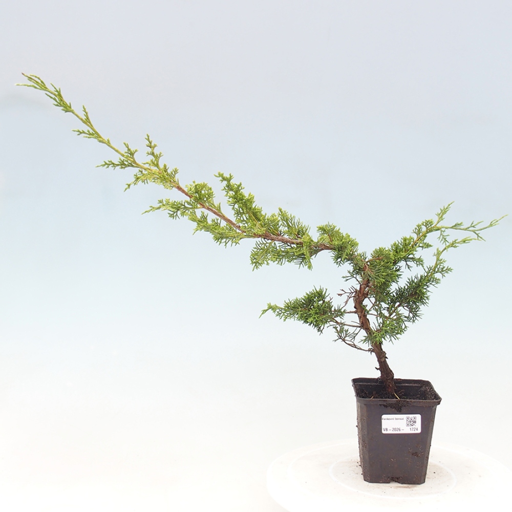 Vonkajší bonsaj - Juniperus chinensis Itoigawa