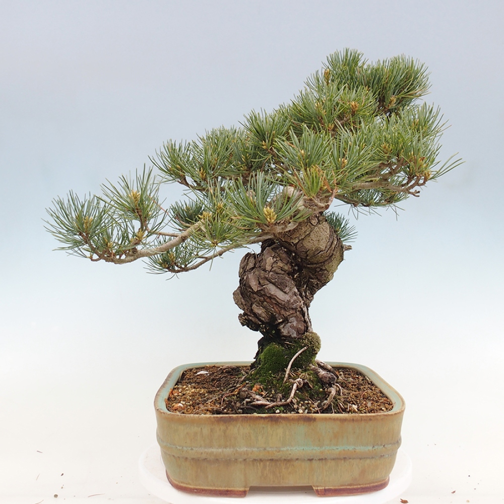 Vonkajšie bonsaje - Pinus parviflora - Pinus parviflora