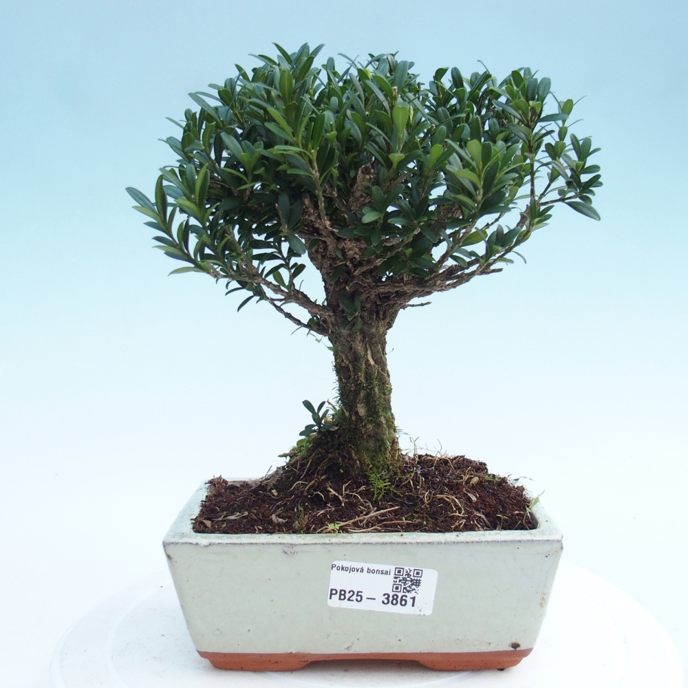 Izbové bonsaje - Buxus harlandii - korkový buxus
