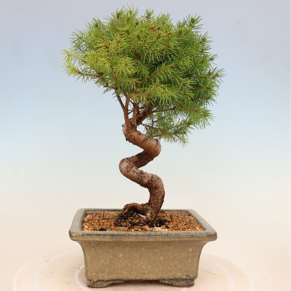 Vonkajší bonsai – Smrek sivý – Picea glauca globe