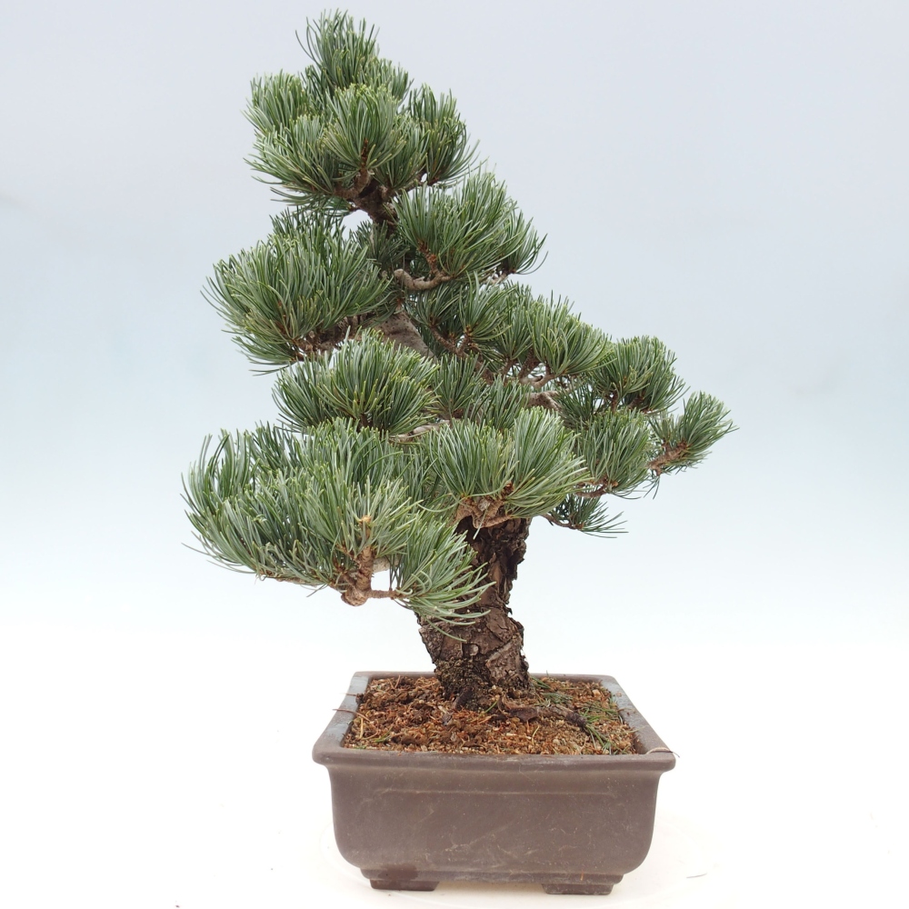 Vonkajšie bonsai - Pinus parviflora - Borovica drobnokvetá