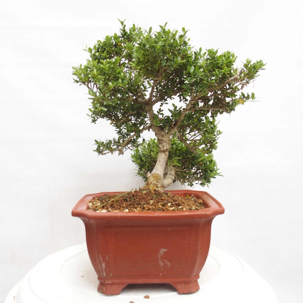 Izbová bonsai - Ilex crenata - Cezmína