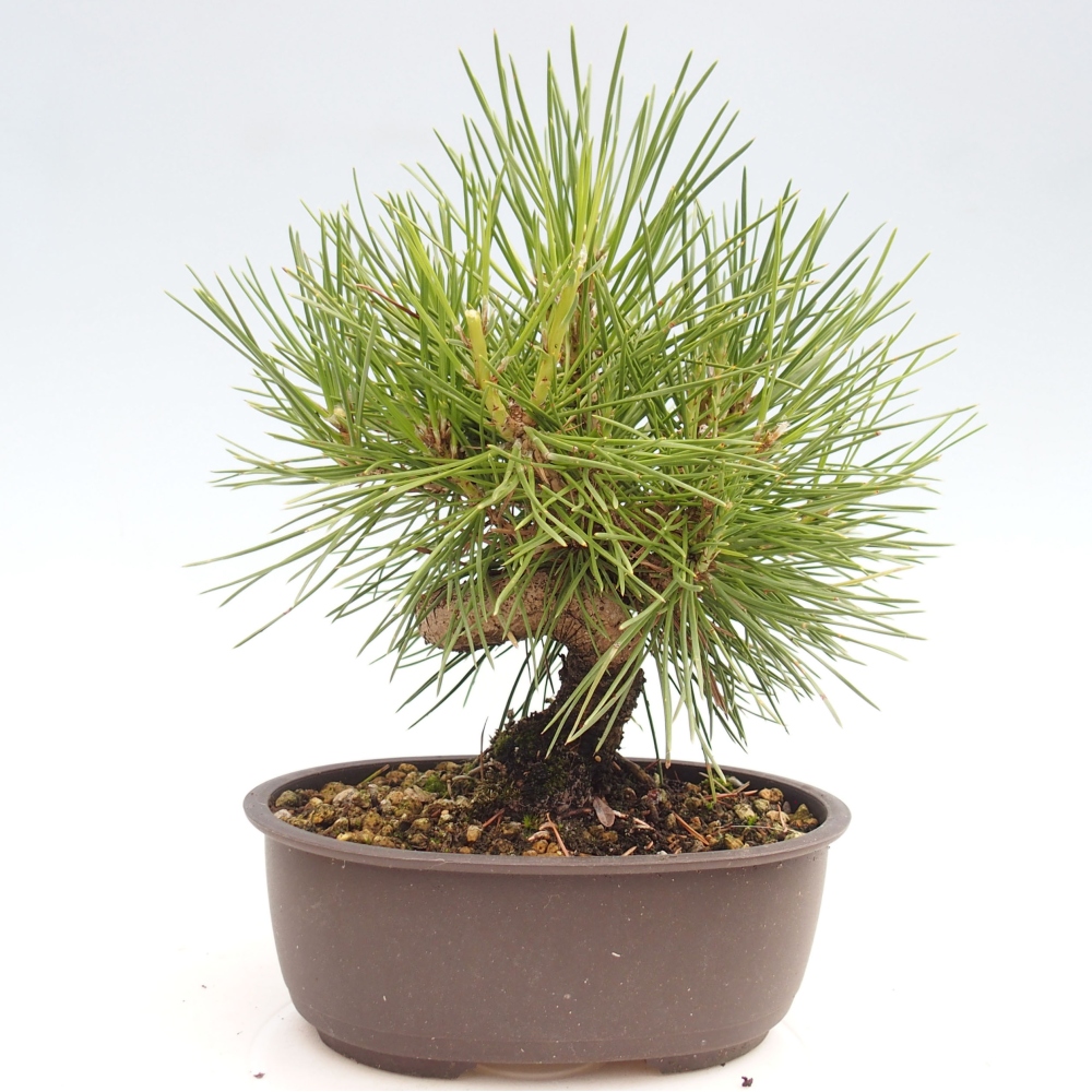 Vonkajší bonsai - Pinus thunbergii - Borovica thunbergova