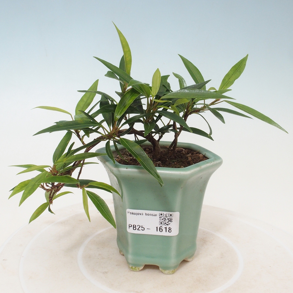 Izbová bonsai - Ficus nerifolia - malolistý fikus