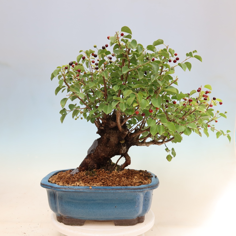 Vonkajší bonsai – Mahalebka – Prunus mahaleb