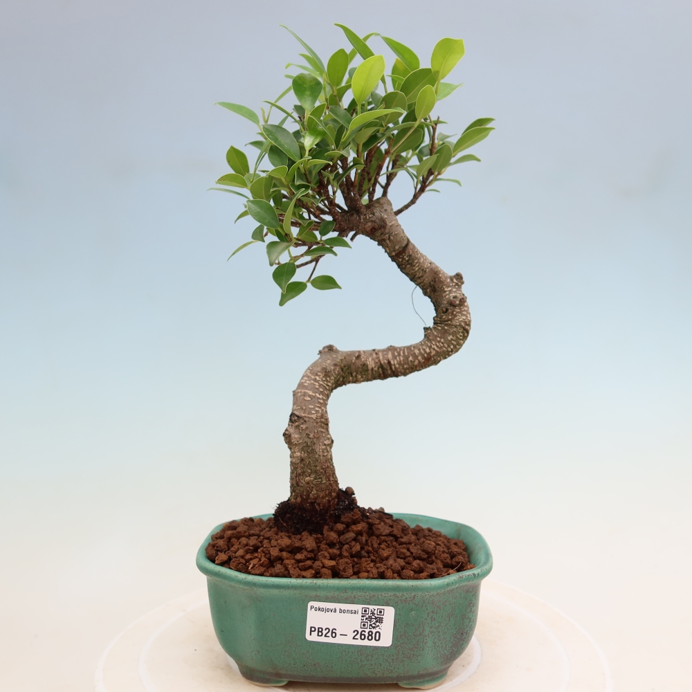 Izbové bonsaje - Ficus kimmen - drobnolistý fikus
