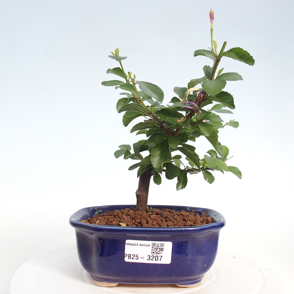 Izbová bonsai - Grewia occidentalis - Hviezdica levanduľová