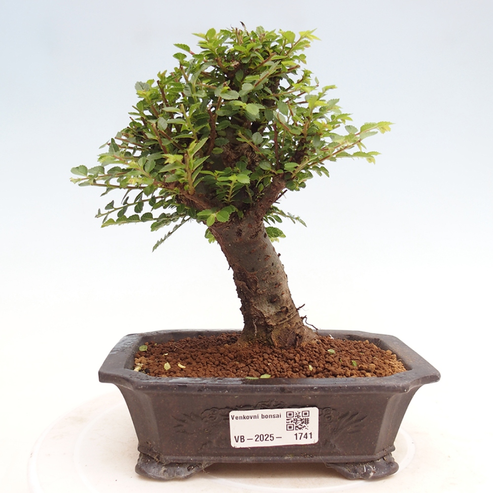 Vonkajší bonsai - Ulmus parvifolia Hokkaido - brest Činski