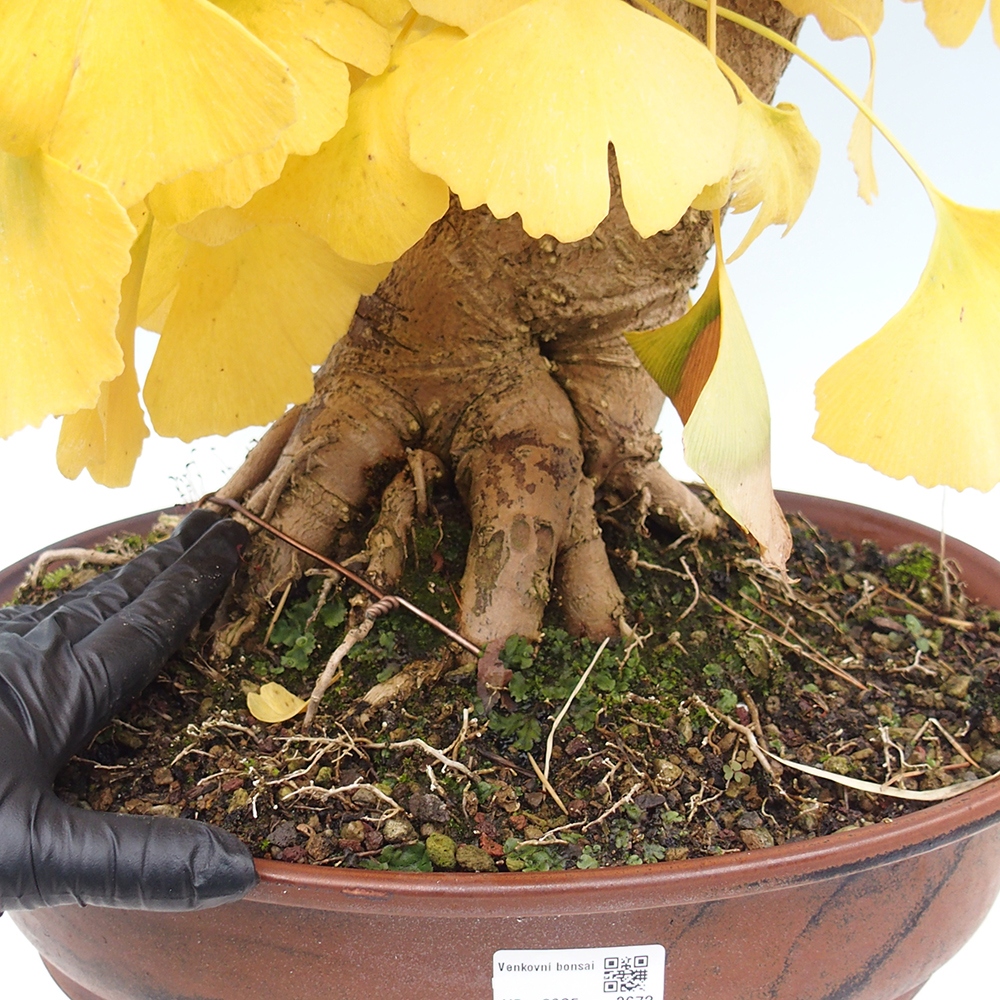 Vonkajší bonsai - Jinan dvojlaločný - Ginkgo biloba