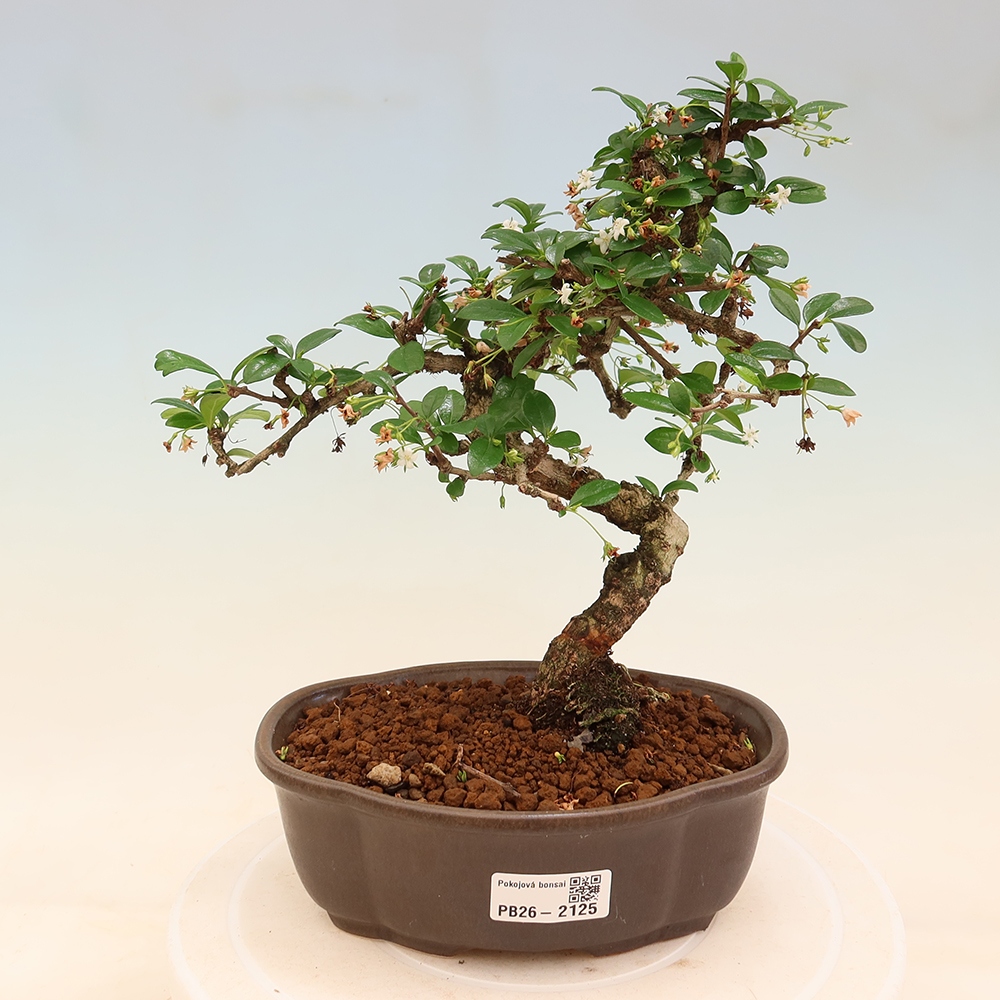 Izbové bonsaje - Carmona macrophylla - Tea fuki