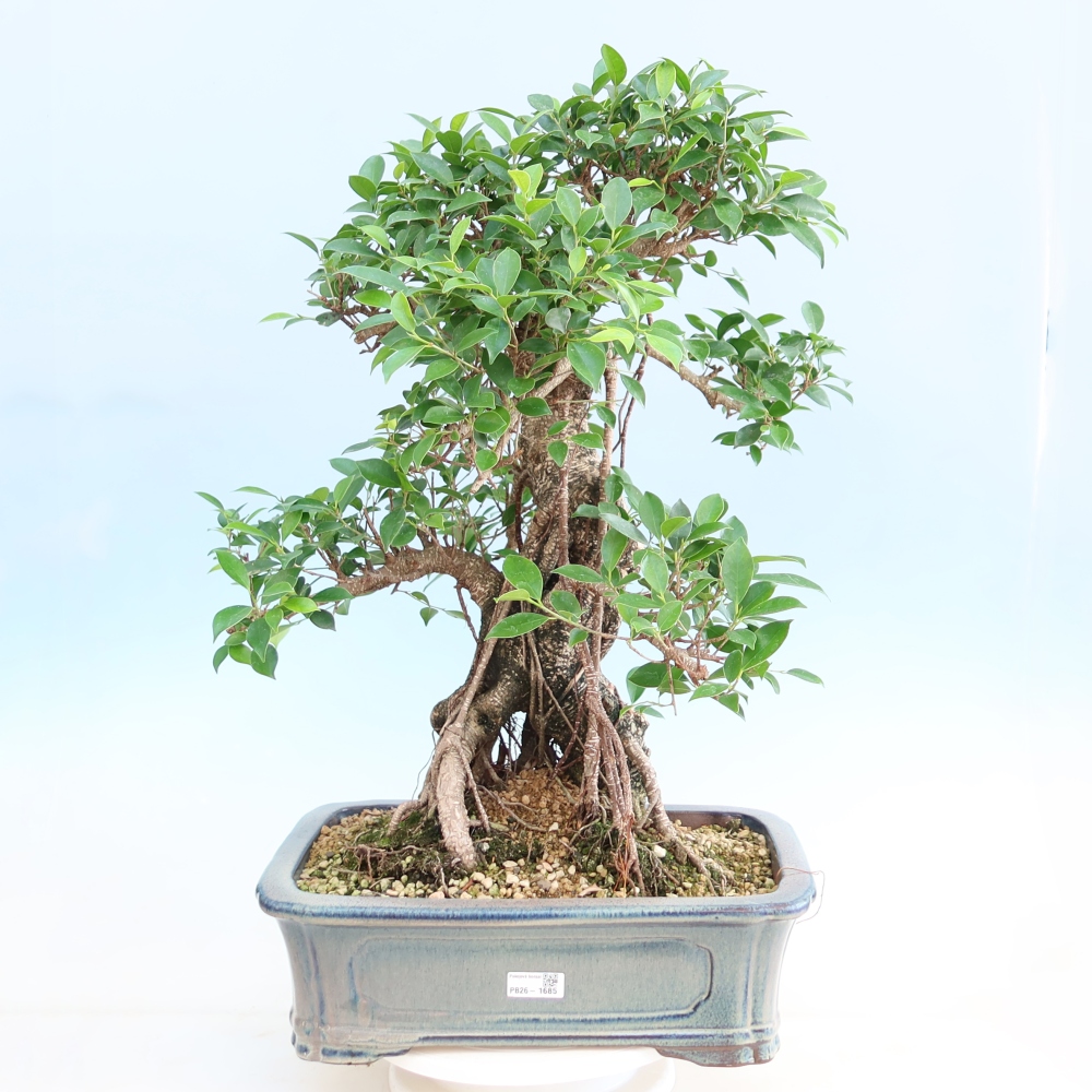 Izbové bonsaje - Ficus kimmen - drobnolistý fikus