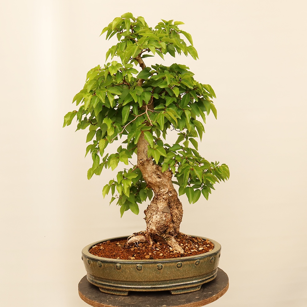 Vonkajší bonsai -Carpinus Coreana - Hrab kórejský
