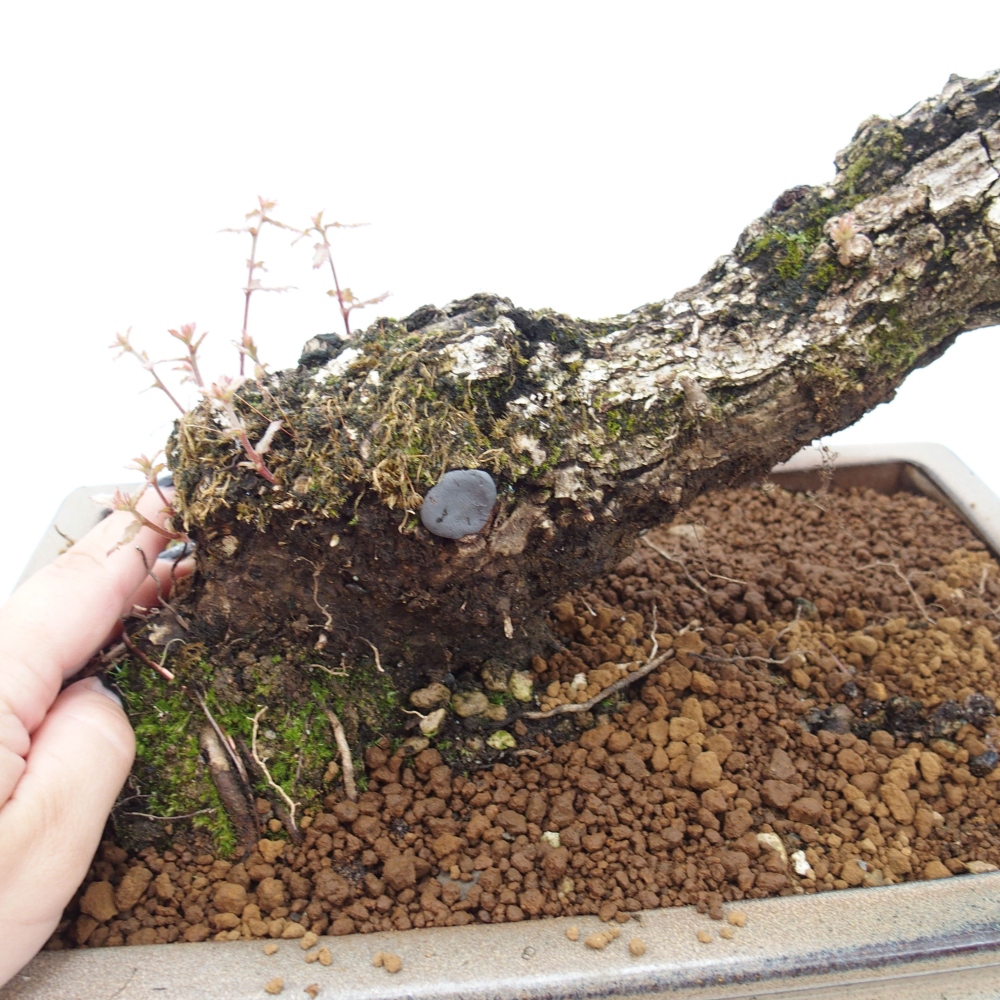 Yamadori - Quercus Ilex -Dub cezmínovitý