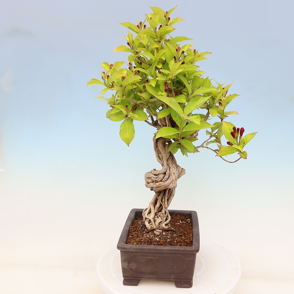 Vonkajší bonsai – Weigela subsessilis – vajgélia kórejská