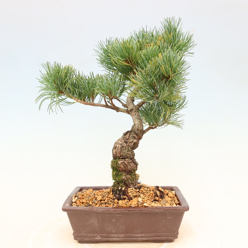 Vonkajšie bonsaje - Pinus parviflora - Pinus parviflora