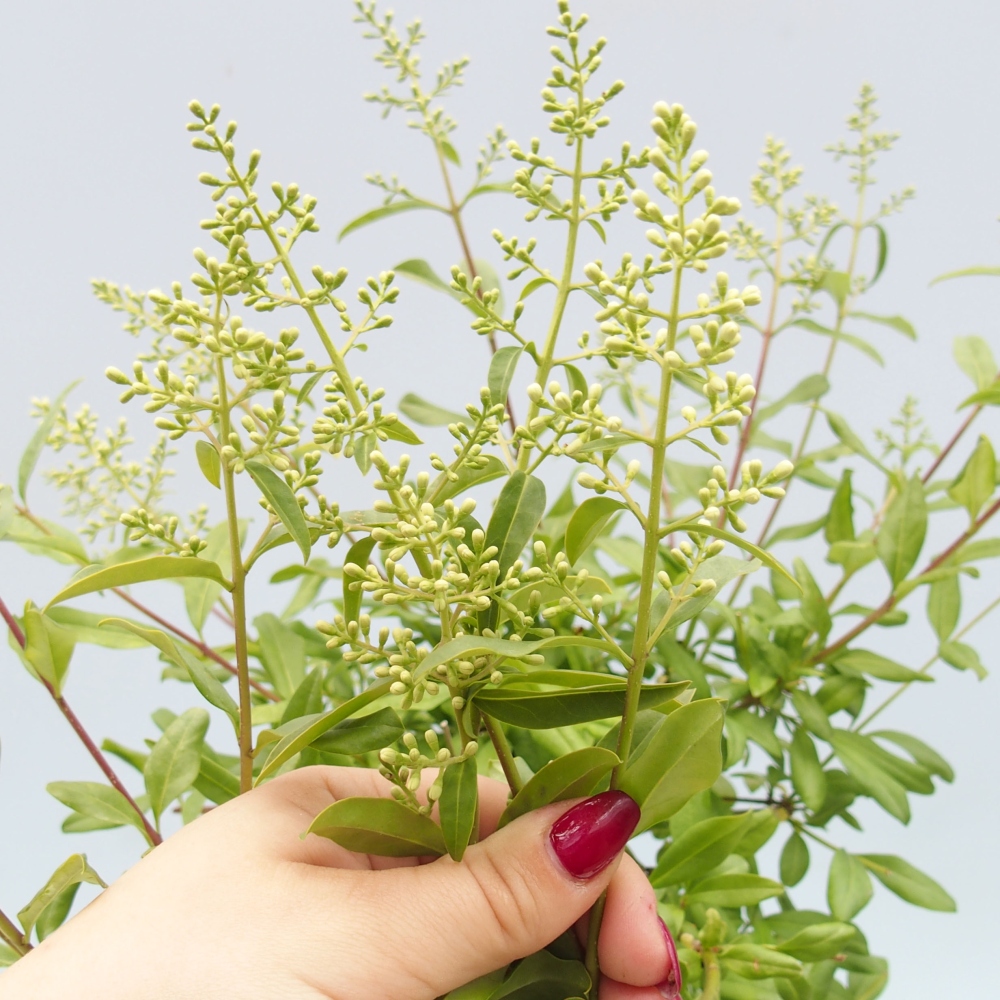 Vonkajší bonsai - Ligustrum  - Vtáčí zob