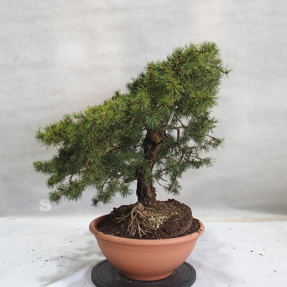 Yamadori - Pinus sylvestris 
