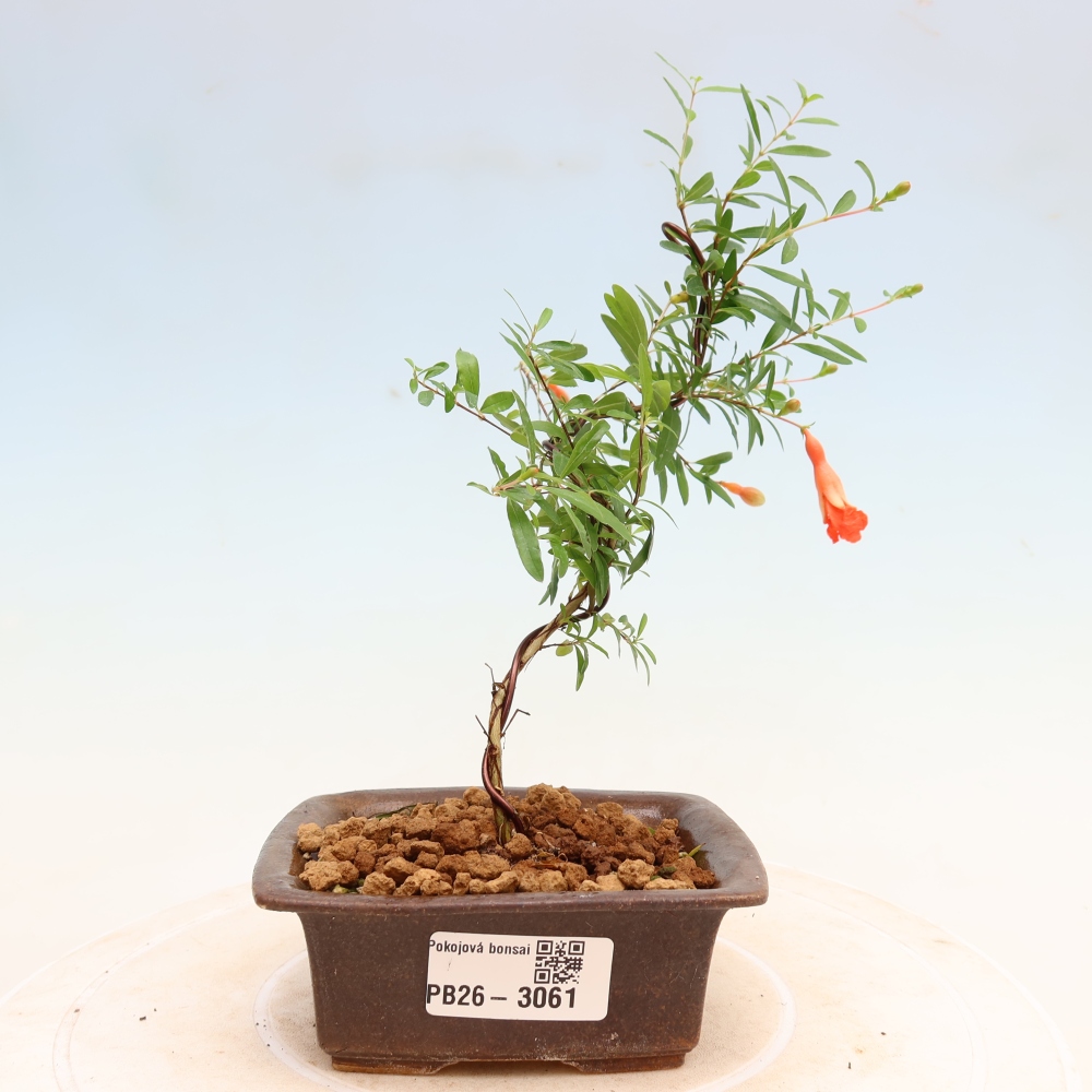 Izbový bonsaj-PUNICA granatum nana-Granátové jablko