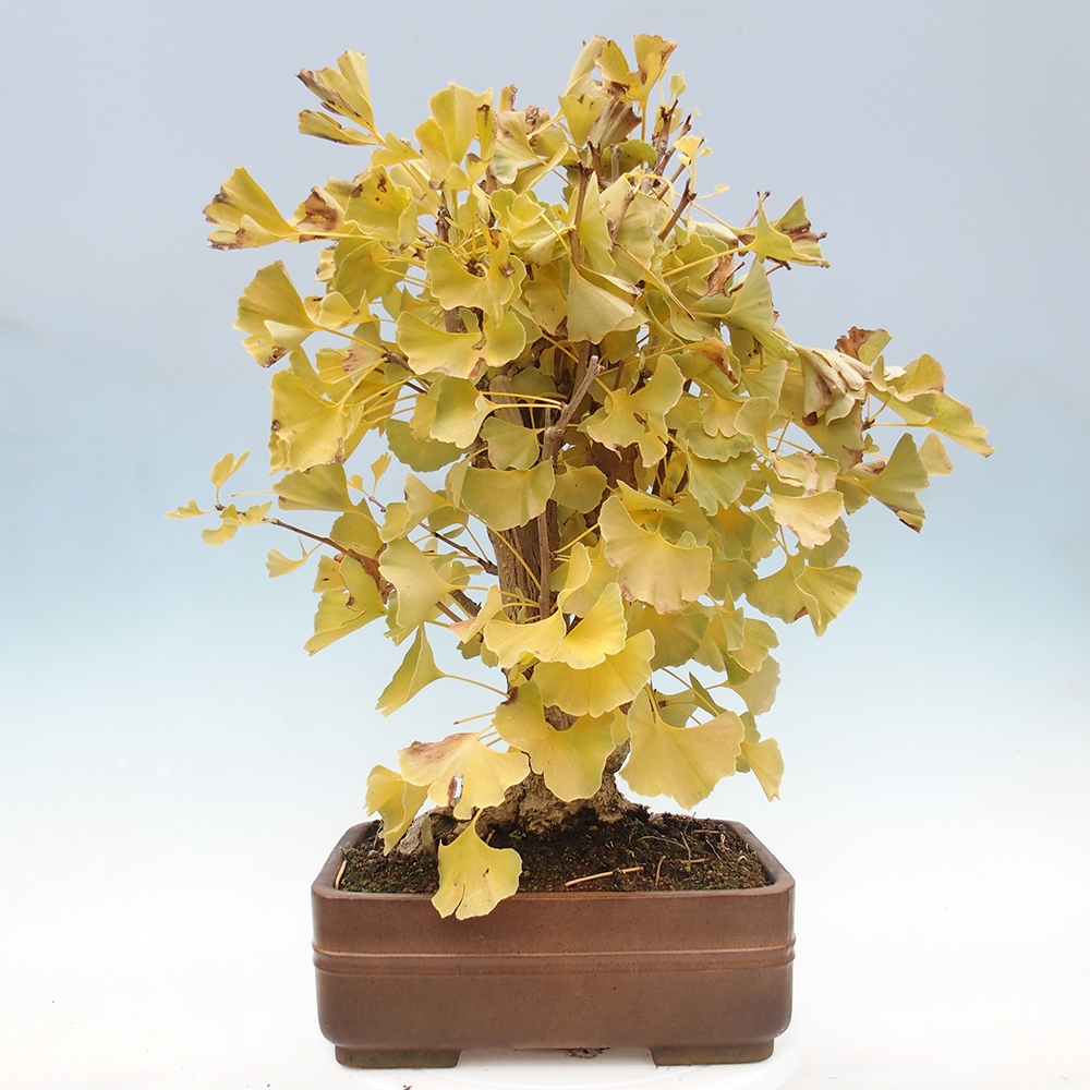 Vonkajšie bonsai - Ginko dvojlaločné - Ginkgo biloba