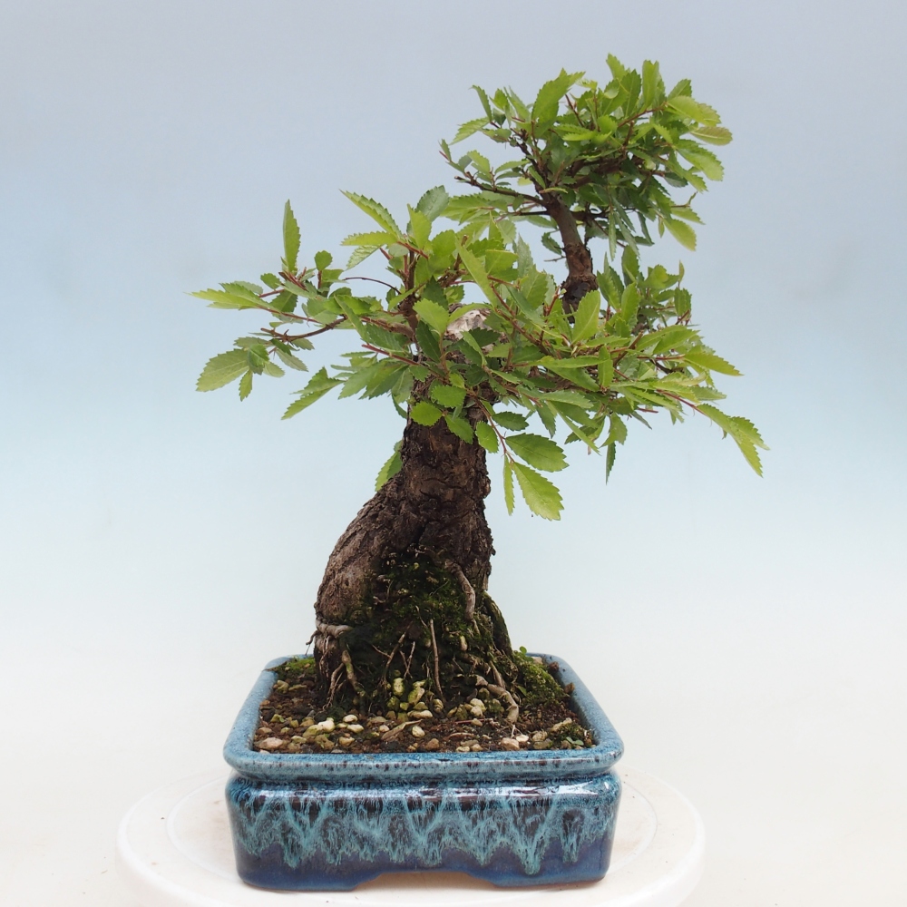 Vonkajšie bonsaje - Zelkova - Zelkova NIRE