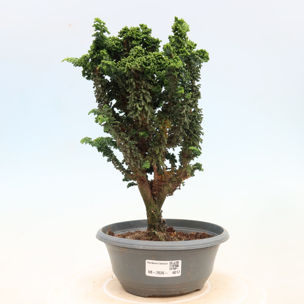 Vonkajší bonsaj - Cham. obtusa SEKKA HINOKI - Cypruštek