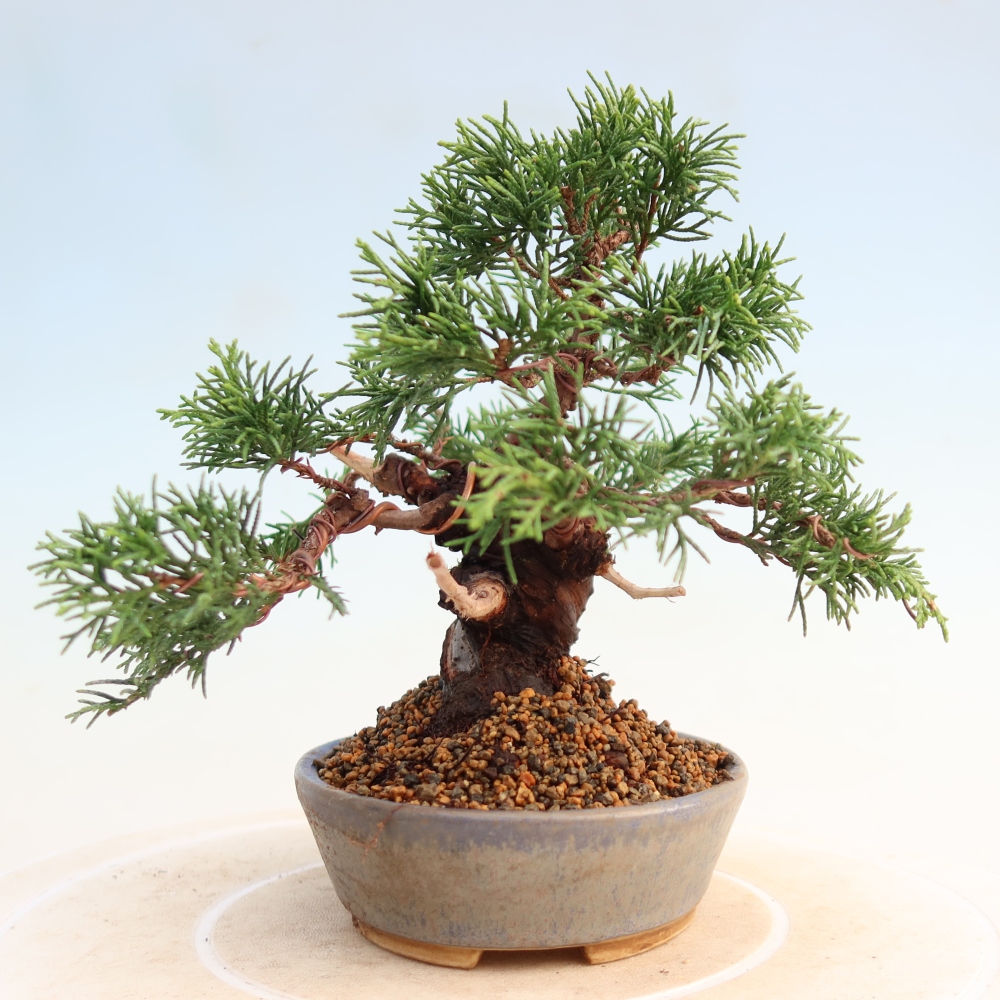 Vonkajší bonsai - Juniperus chinensis Itoigawa -Jalovec čínsky