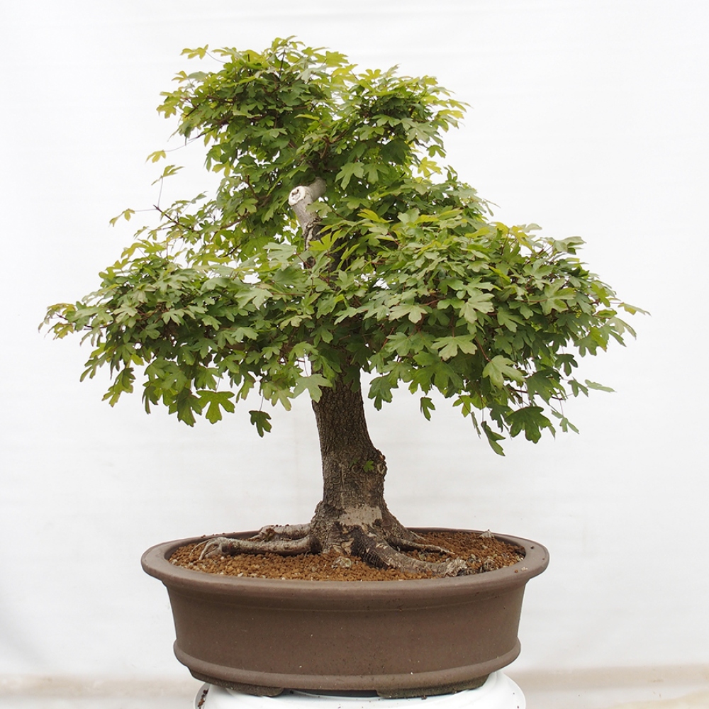 Vonkajší bonsai - Javor Francúzsky - Acer Nonspessulanum
