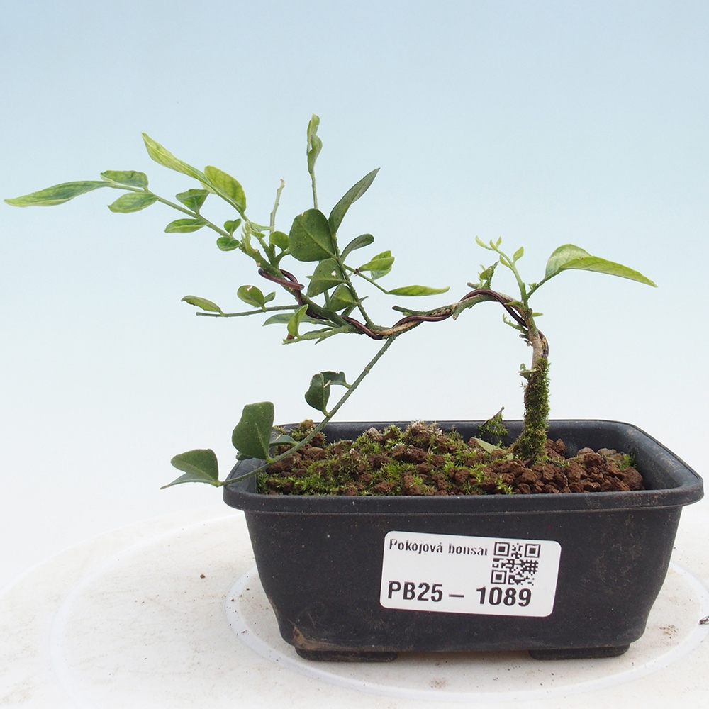 Izbová bonsai- Muraya paniculata