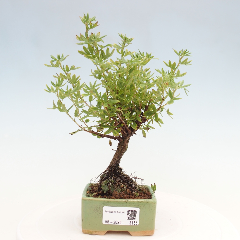 Vonkajšia bonsai-Nátržník krovitá - potentila fruticosa yellow Bird