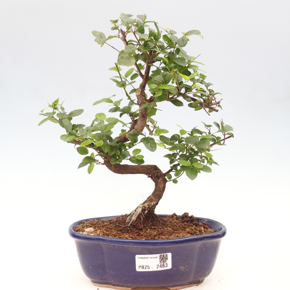 Izbová bonsai - Sagerécia thea - Sagerécia thea