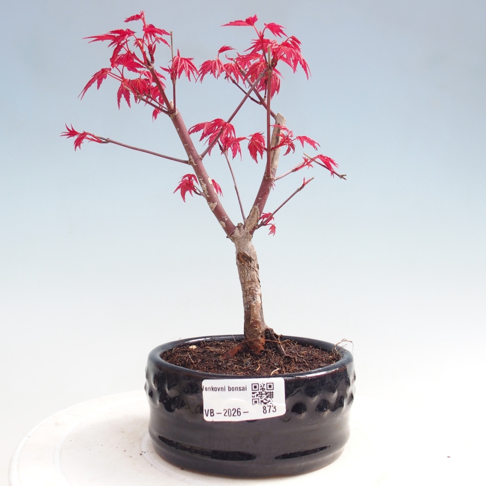Vonkajší bonsaj - Acer palmatum DESHOJO
