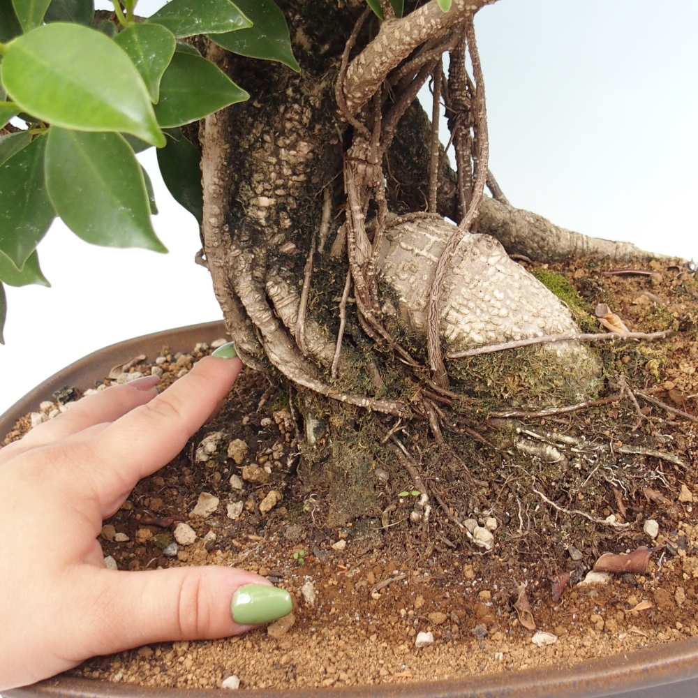 Izbový bonsaj - Ficus kimmen - drobnolistý fikus - len osobný odber alebo preprava na paletách