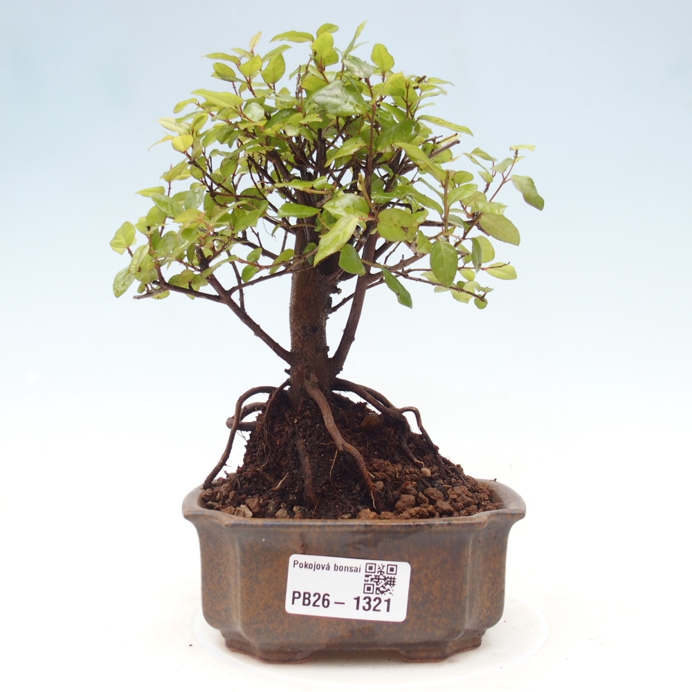 Izbová bonsai - Sagerécie thea - Sagerécie thea