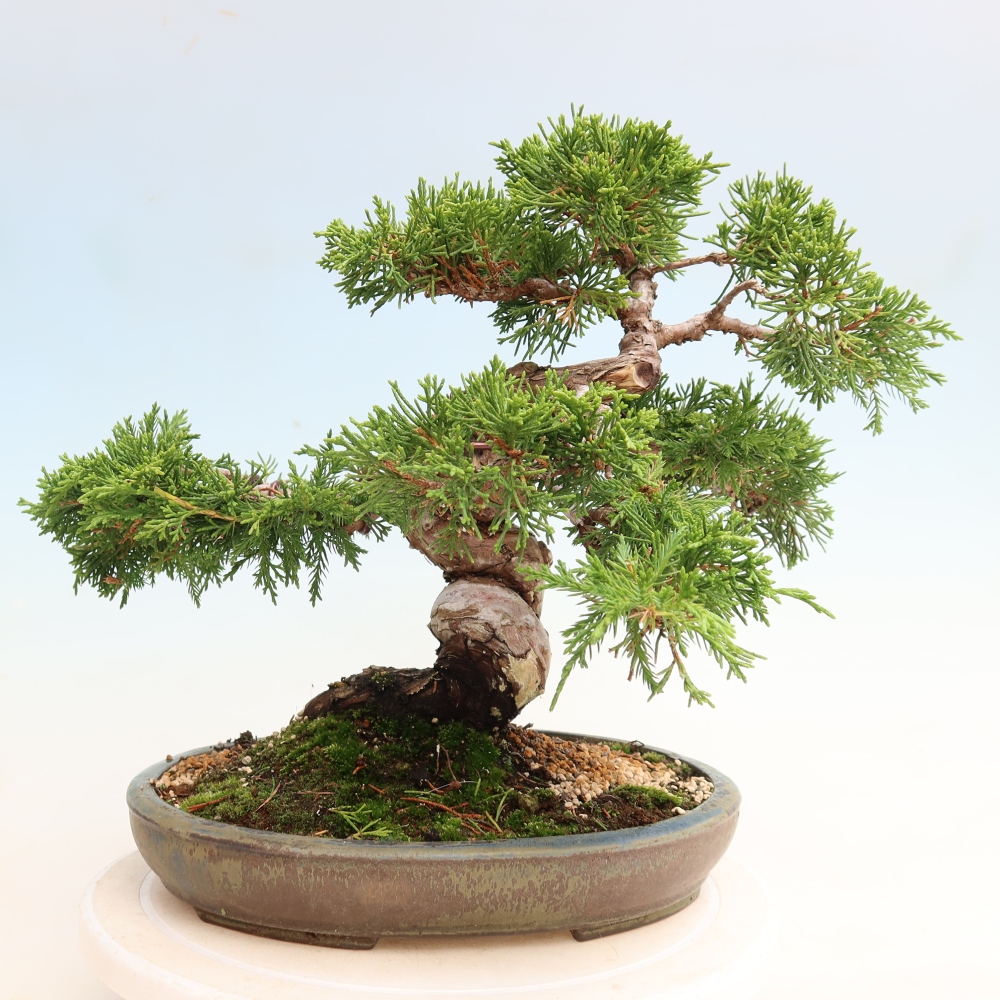 Vonkajší bonsai – Juniperus chinensis Itoigawa – čínsky jalovec