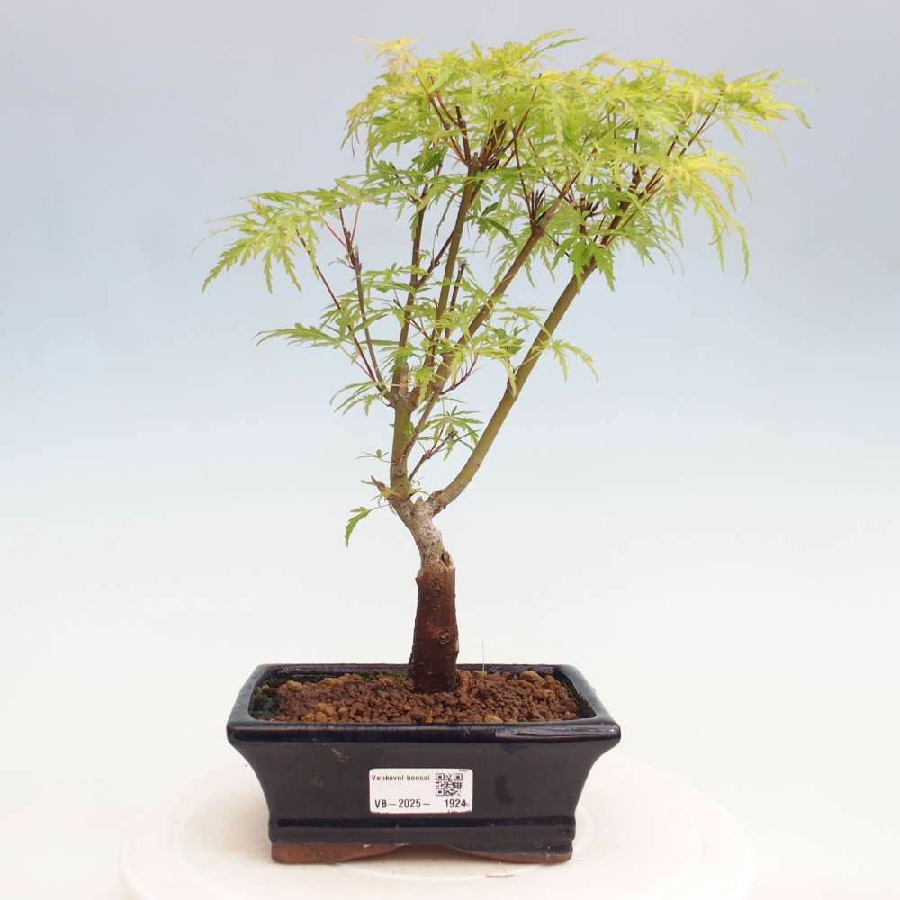 Vonkajšie bonsai - Acer palmatum Dissectum - Javor dlaňolistý 