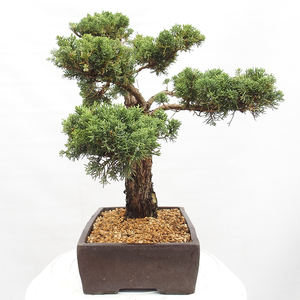Vonkajší bonsai - Juniperus chinensis  - Borievka čínska 